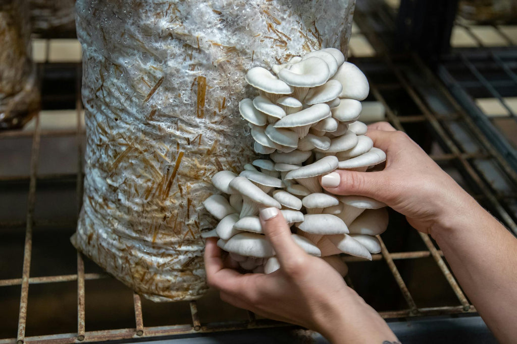 Oyster Mushrooms Premium Pack (250g)